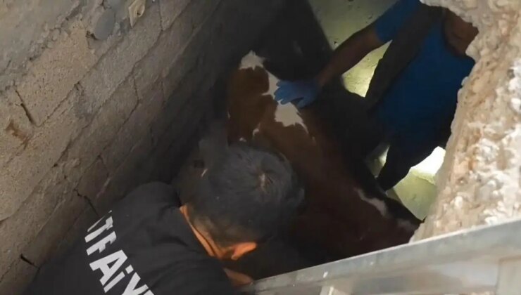 Nusaybin’de bodrum kata ‘buzağı’ düştü: Ekipler kurtardı