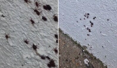 O görüntüler korku yarattı… İstanbul’da bir evin duvarında onlarca kene görüntülendi!