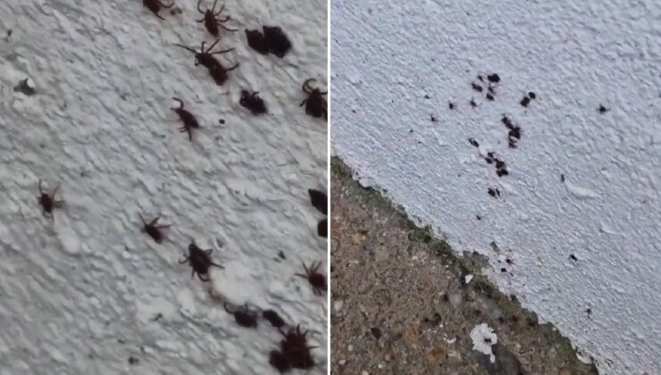 O görüntüler korku yarattı… İstanbul’da bir evin duvarında onlarca kene görüntülendi!
