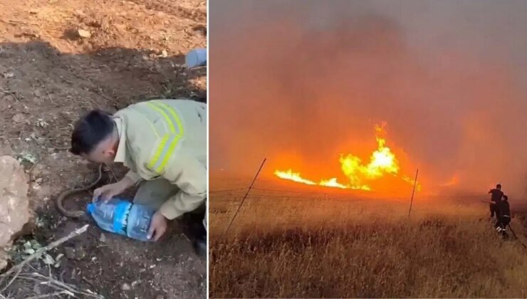 Orman personeli, yangından etkilenen oluklu kertenkeleyi su vererek serinletti