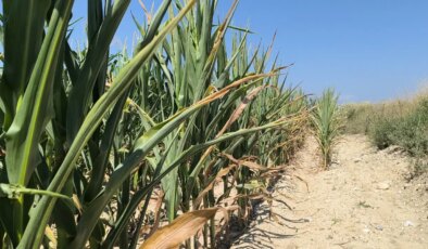 Osmaniyeli çiftçi: ‘Önce don, sonra kuraklık, şimdi de susuzlukla mücadele ediyoruz’