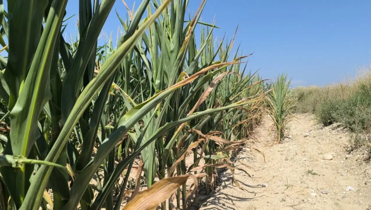 Osmaniyeli çiftçi: ‘Önce don, sonra kuraklık, şimdi de susuzlukla mücadele ediyoruz’