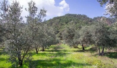 Popülizmin Ötesinde Rasyonel ve Sürdürülebilir Bir Yaklaşım