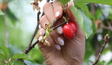 Rekolte bu sene yüz güldürdü: Hasadını müşteriler yapıyor…