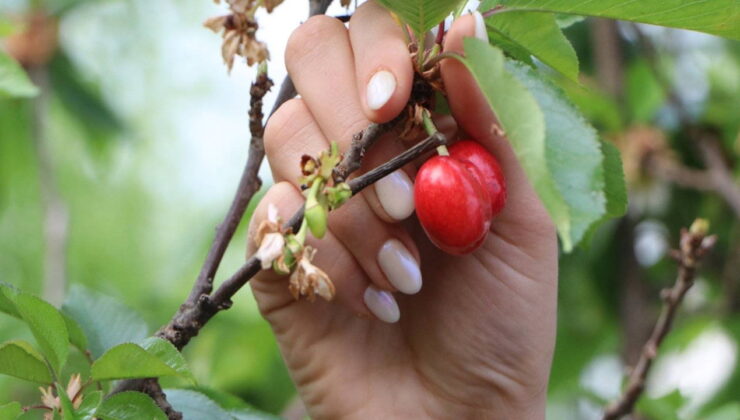 Rekolte bu sene yüz güldürdü: Hasadını müşteriler yapıyor…