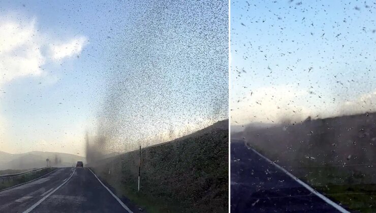 Resmen gökten sinek yağdı! Çıldır Gölü’nde ‘yeşil sinek’ fırtınası