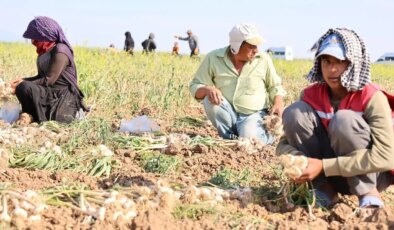 Rusya, Almanya ve İspanya’nın antibiyotiği Aksaray’dan :Hasadı başladı