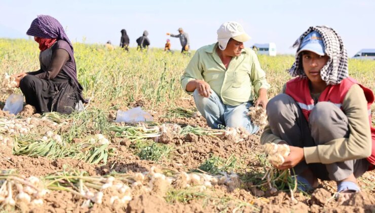 Rusya, Almanya ve İspanya’nın antibiyotiği Aksaray’dan :Hasadı başladı