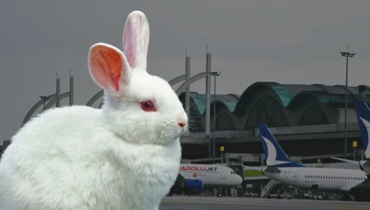 Sabiha Gökçen Havalimanı’nda ‘tavşan’ alarmı: Uçak pisti pas geçti