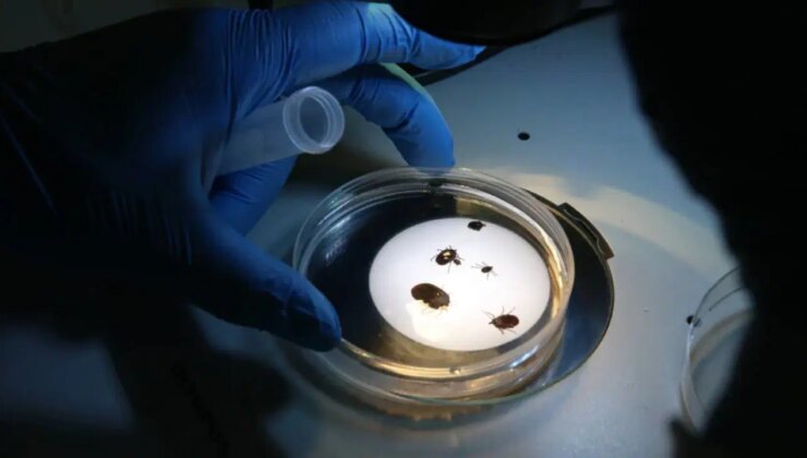 Sağlık Bakanlığı’ndan dikkat çeken açıklama: Kene yoğunluğunda artış mı var?