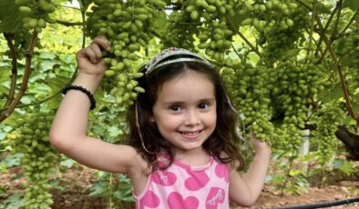 Sarıgöl Ovası’nda hasat yaklaşıyor: Çiftçinin baş tacı