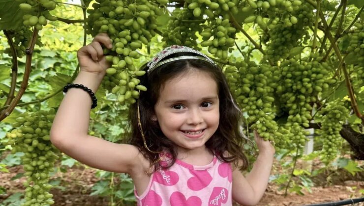 Sarıgöl Ovası’nda hasat yaklaşıyor: Çiftçinin baş tacı