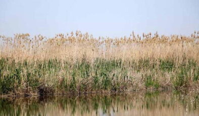 Sazlıkların yakılması endemik türleri tehdit ediyor