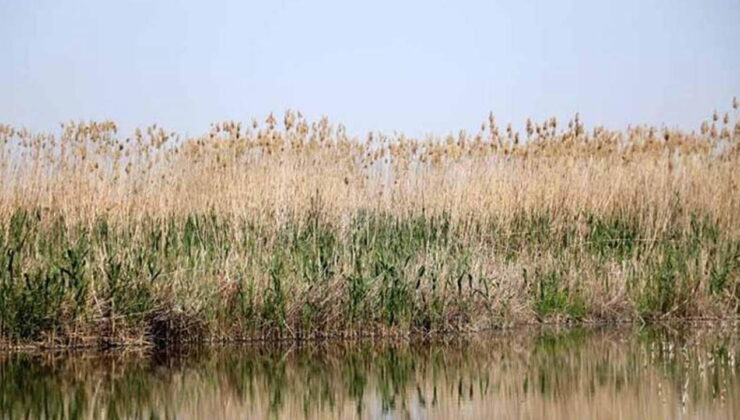 Sazlıkların yakılması endemik türleri tehdit ediyor