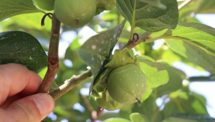 Siirt’te ilk kez ekildi: 4 yıl önce ilk meyvesini verdi: Hasadı kasım ayında yapılacak…
