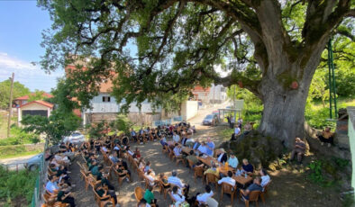 Sinop’un 7 asırlık gölgesi: Meşe ağacı köyün hafızası oldu