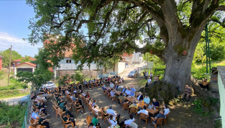 Sinop’un 7 asırlık gölgesi: Meşe ağacı köyün hafızası oldu
