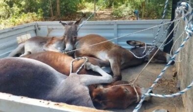Sıra eşeklere geldi… Valilik harekete geçti: 50’ye yakın eşek bayıltılarak toplandı!