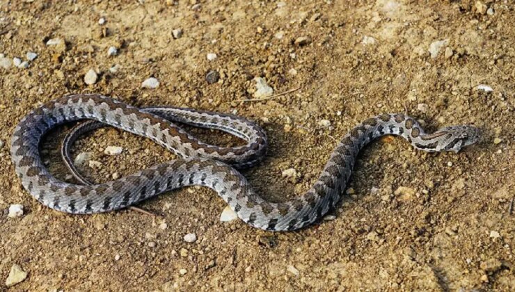 Şırnak’ta yılanın ısırdığı eski muhtar hayatını kaybetti!