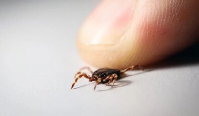 Sivas Valiliği’nden ‘kene’ açıklaması: ‘Vaka sayımız 39’