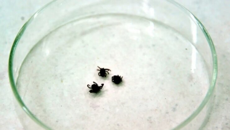 Sivas’ta KKKA alarmı: Ölü sayısı 5’e yükseldi!