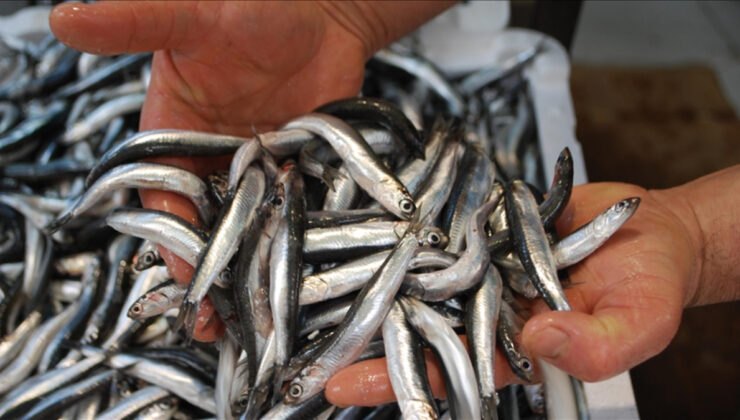 Son 10 yılda en çok avlanan balık türü: Hamsi