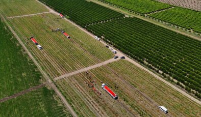 Tarlada kilosu 3 TL! 150 bin ton rekolte bekleniyor…