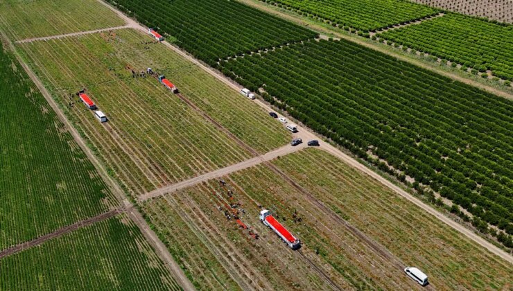 Tarlada kilosu 3 TL! 150 bin ton rekolte bekleniyor…