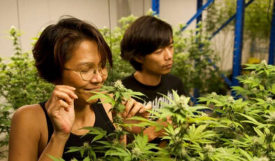 Tayland’da eğlence amaçlı esrar satışı yasaklanıyor