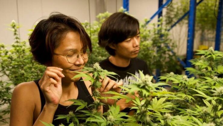 Tayland’da eğlence amaçlı esrar satışı yasaklanıyor