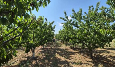 Tekirdağ’da hasat başladı: Tarlada kilosu 250 TL!  2 bin 500 dekarda yetişiyor..