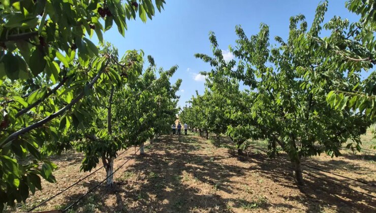 Tekirdağ’da hasat başladı: Tarlada kilosu 250 TL!  2 bin 500 dekarda yetişiyor..