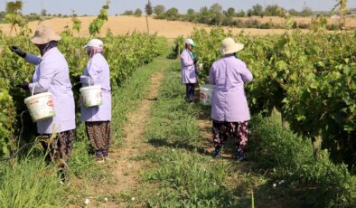 Tekirdağ’da ‘kınalı yapıncak’ hasadı başladı: 1 ton rekolte bekleniyor…