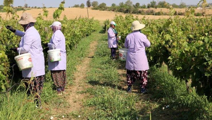 Tekirdağ’da ‘kınalı yapıncak’ hasadı başladı: 1 ton rekolte bekleniyor…