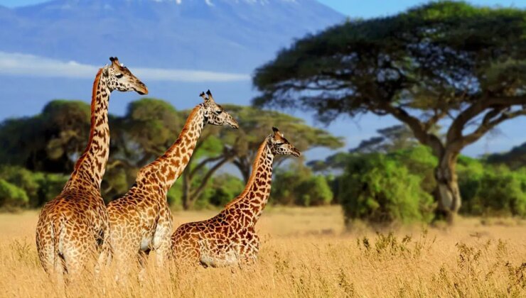 Temiz enerji yatırımlarında Afrika dikkat çekiyor!