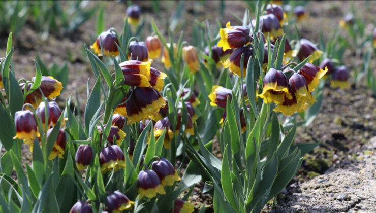 Tescilli tarla ve bahçe bitkileri sayısı açıklandı