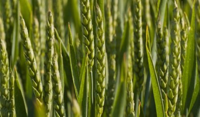 TMO makarnalık ve ekmeklik buğday, arpa ne kadar oldu? Hububat alım ücretleri ne zaman yatacak?