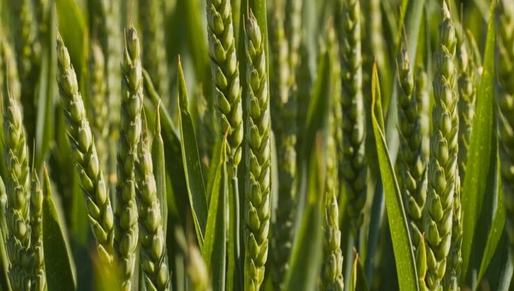 TMO makarnalık ve ekmeklik buğday, arpa ne kadar oldu? Hububat alım ücretleri ne zaman yatacak?