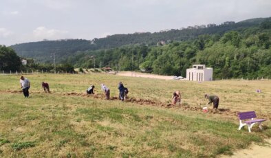 Tohumla değil, yumru ile çoğalıyor! Hasadı başladı…
