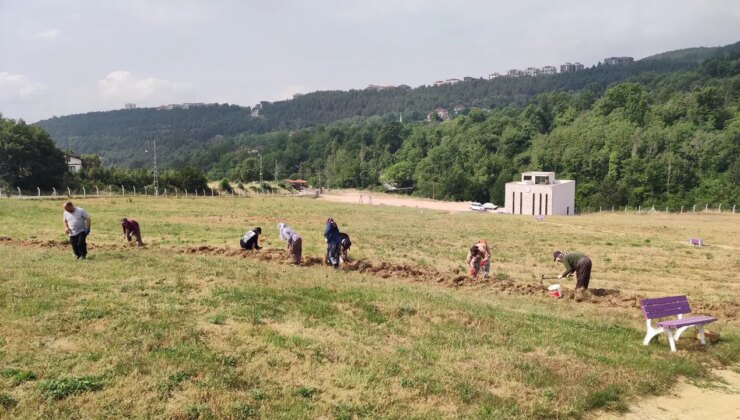 Tohumla değil, yumru ile çoğalıyor! Hasadı başladı…