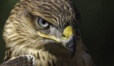 Trafik ışıklarını okuyabilen kuş!