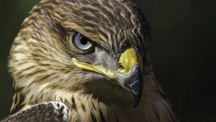 Trafik ışıklarını okuyabilen kuş!