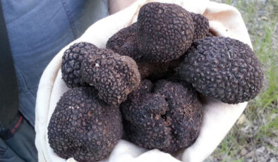 Trüf mantarının Türkiye ekonomisine katkısı: 650 milyon lira