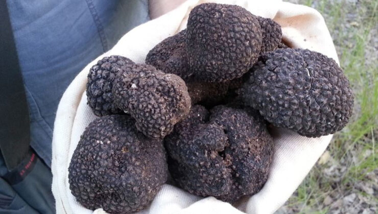 Trüf mantarının Türkiye ekonomisine katkısı: 650 milyon lira