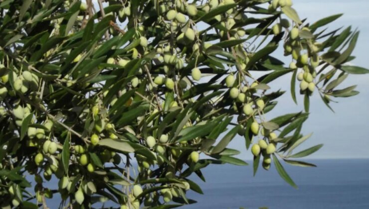 TTB, DİSK, KESK ve TMMOB: “Torba yasa değil torba talan. Yaşamı hedef alan bu yasa derhal geri çekilmelidir”