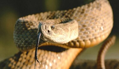 Türkiye’de bulunan zehirli yılan türleri neler?  En çok bu bölgelerde görülüyor… Bir ısırık ölümcül olabiliyor!