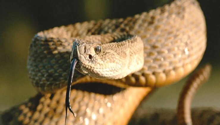 Türkiye’de bulunan zehirli yılan türleri neler?  En çok bu bölgelerde görülüyor… Bir ısırık ölümcül olabiliyor!