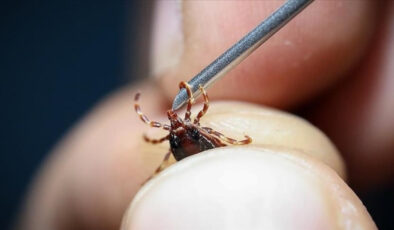 Türkiye’deki 56. kene türü tespit edildi