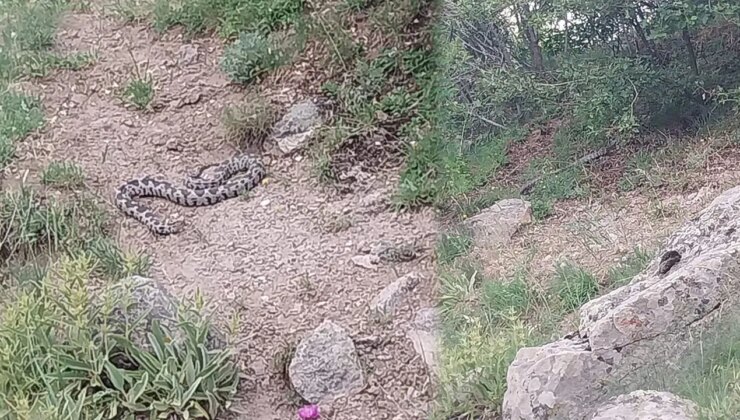 Türkiye’deki en zehirli yılanlardan biri… Engerek ilçede korkuya sebep oldu!