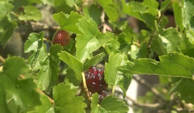 Türkiye’nin ilk bonsai müzesinde hasat başladı